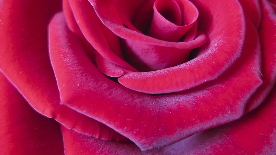 Rosenblätter ganz aus der Nähe