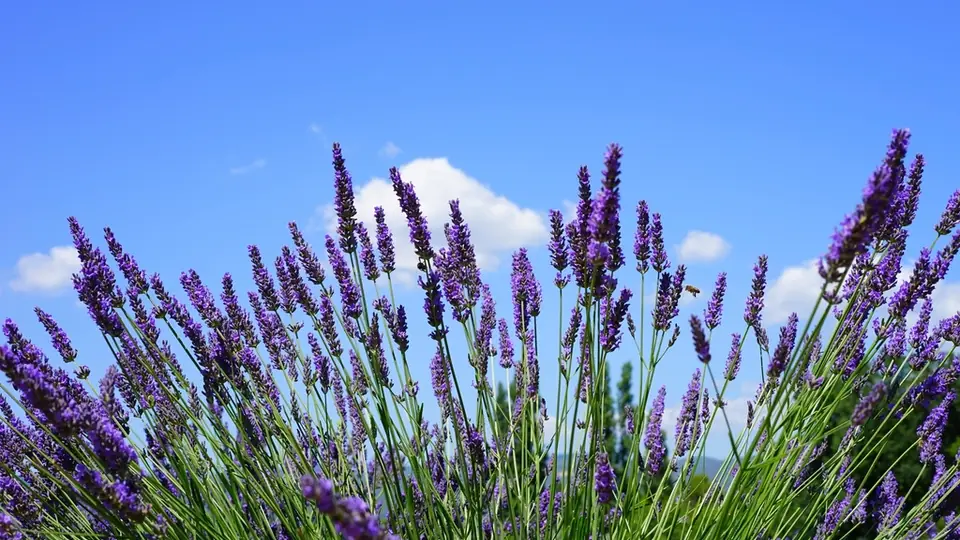 Violette Lavendelreihen bis zum Horizont